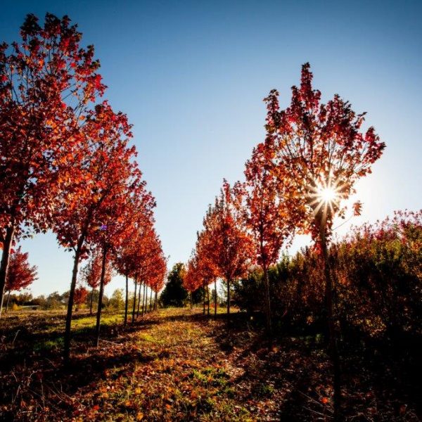 Salt Creek Tree Farms - Superior Garden Center - Rost, Inc.