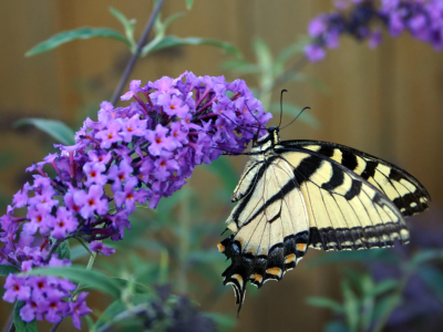 Spring Planting with Rost Landscaping