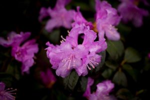 Light purple Rhodo Olga flower.