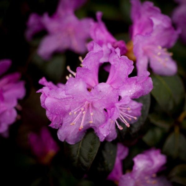 Light purple Rhodo Olga flower.