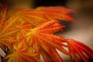 Orange and red Japanese Maple flower.