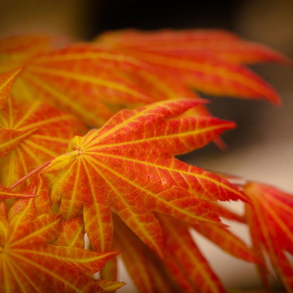 Orange and red Japanese Maple flower.