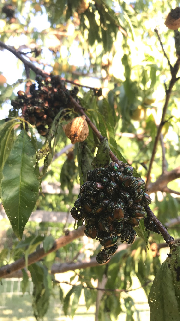 Japanese Beetles