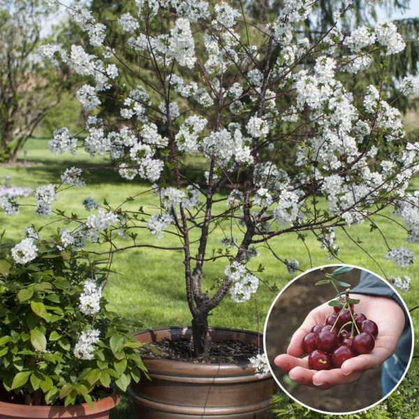 Romeo & Juliet Dwarf Cherry Rost Landscaping