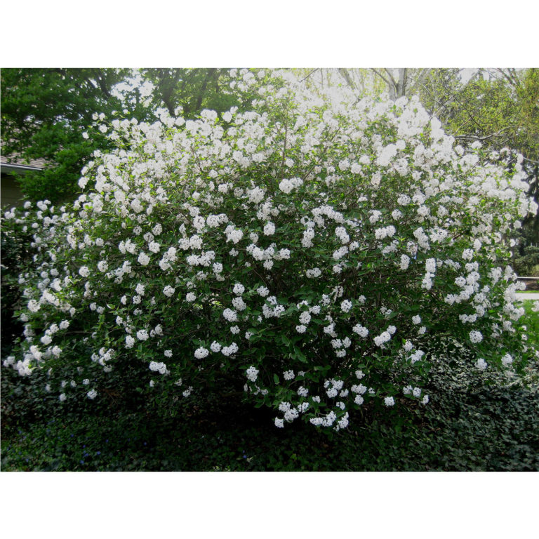 VIburnum Fragrant snowball_new site