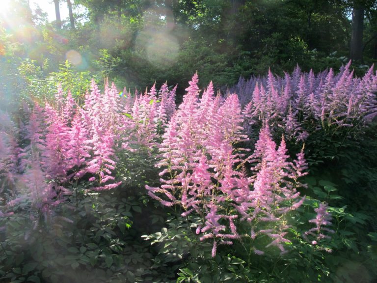 astilbe-kristine-paullus-new-york-botanical-garden