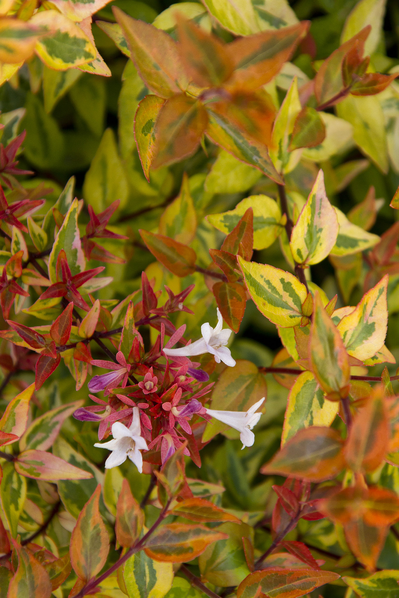 kaleidoscope abelia losing leaves kaleidoscope abelia losing leaves