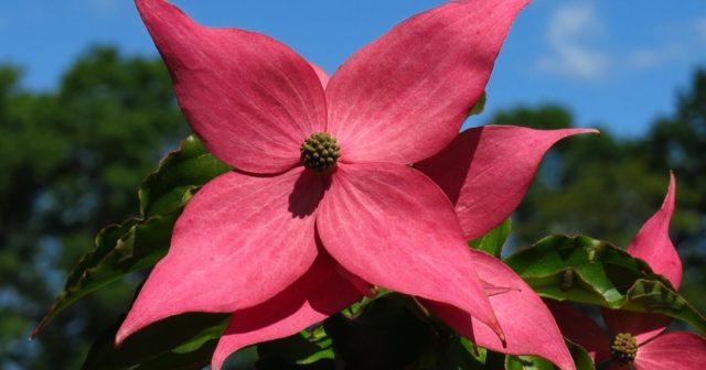 Plant of the Week: Dogwood 'Scarlet Fire'