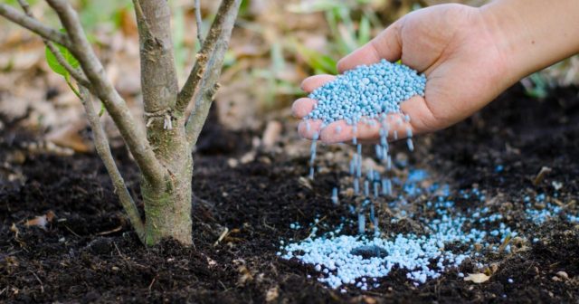 It's Not Too Late to Fertilize