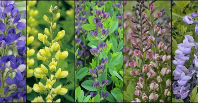 Plant of the Week: False Indigo