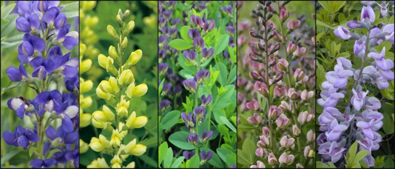 false indigo