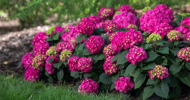 Plant of the Week: Summer Crush Hydrangea