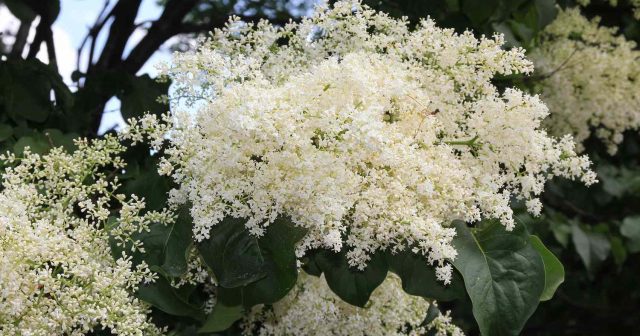 Plant of the Week: Lilac Tree