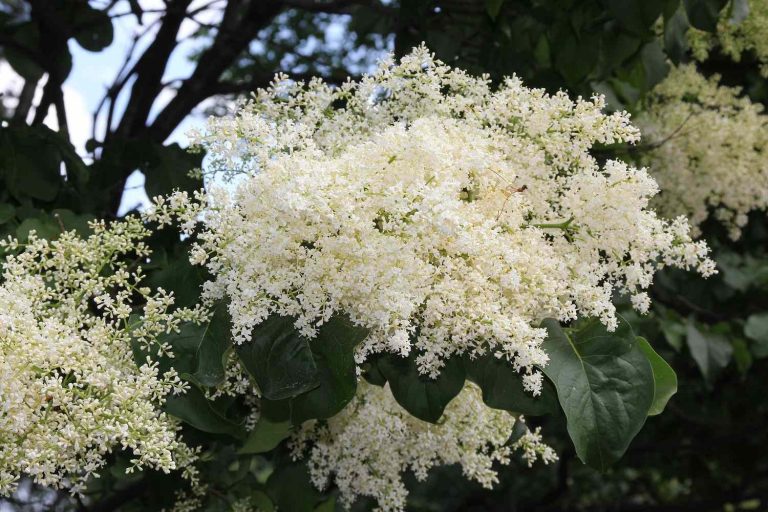 japanese-tree-lilac-817662_1920-30b44b54eb6b4764ab881f504f5a52fe