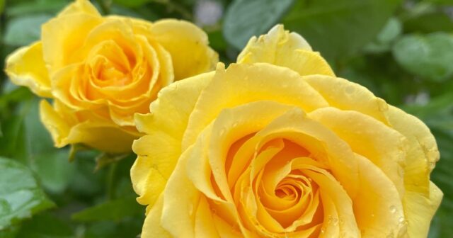 Types of Roses: What is the Difference?