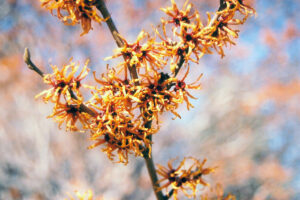 Witch Hazel Vernal