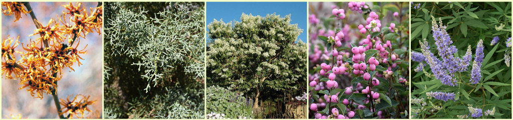 Witch Hazel, Blue Ice Cypress, Seven Son Flower, Snowberry, Vitex