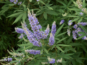 Vitex Flip Side