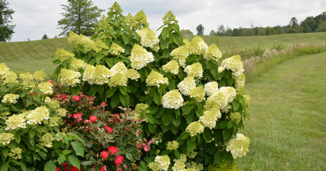 New Tree & Shrub Varieties to Look for in 2022