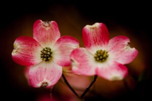 upclose photo of pink and white dogwood petals