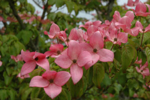 Scarlet Fire Dogwood Tree