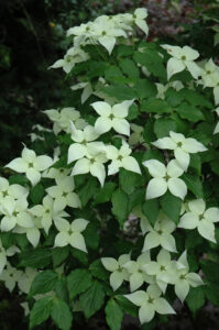 Snow Tower Dogwood Tree