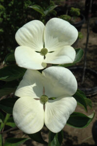 Venus Dogwood Tree