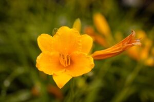 Upclose photo of flower with bright yellow gold petals with blurred green and yellow background