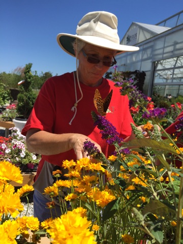 woman with red shirt and hat prunning colorful flowers outside of a greenhouse