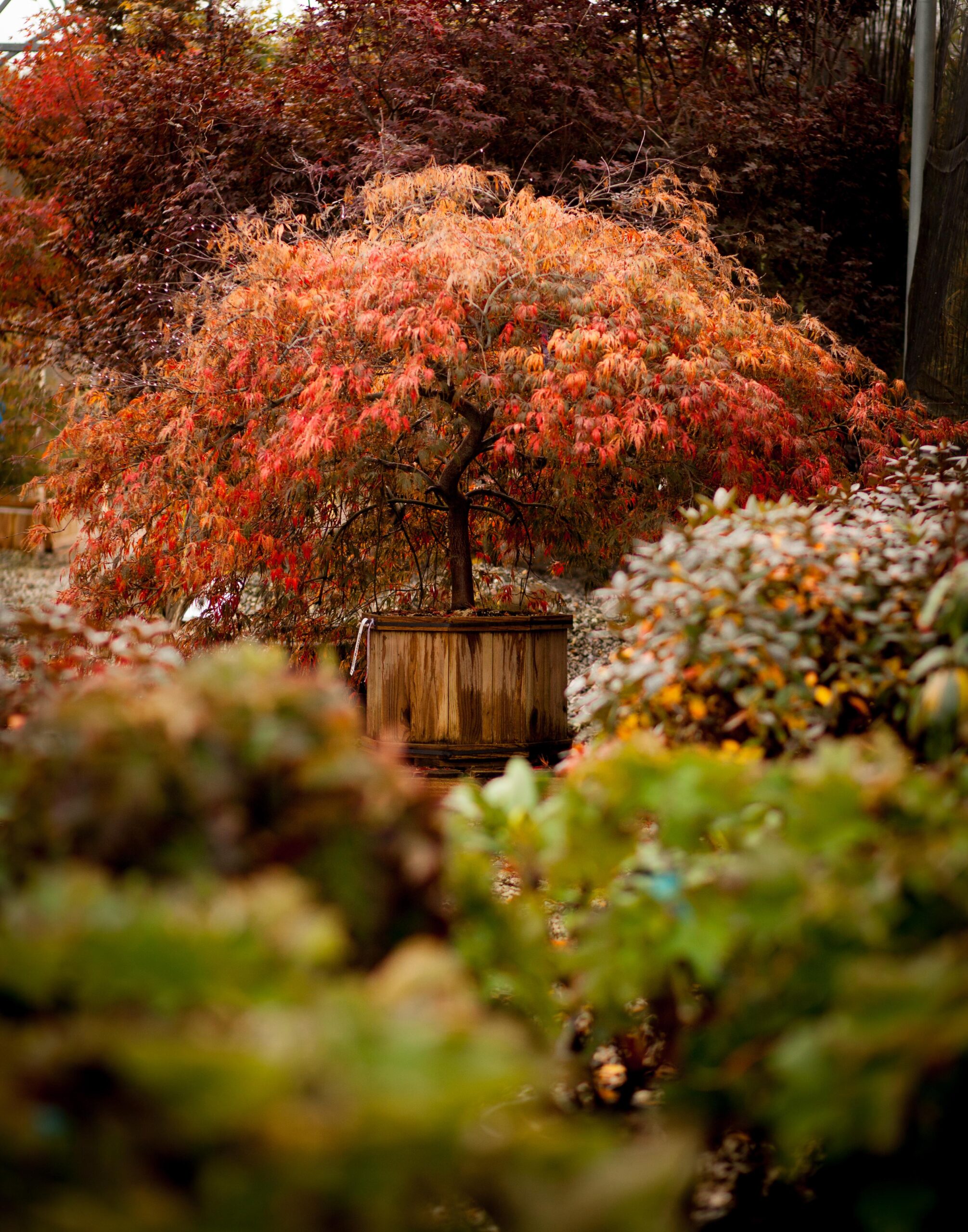 red and orange Japanese Maple tree in a wooden container surrounded by blurred trees and shrubs