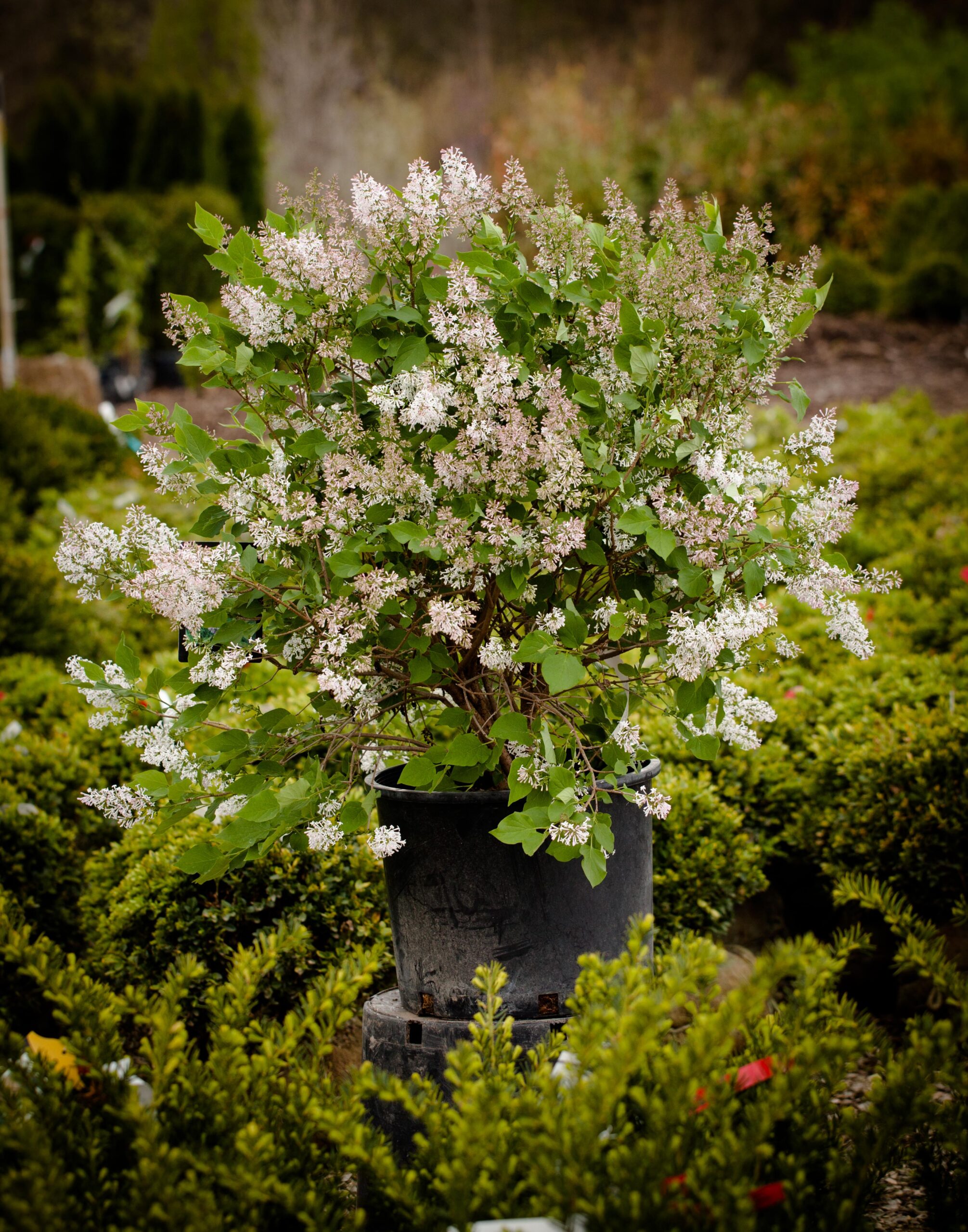 blooming white lilac in a black pot surrounded by blurred green shrubs