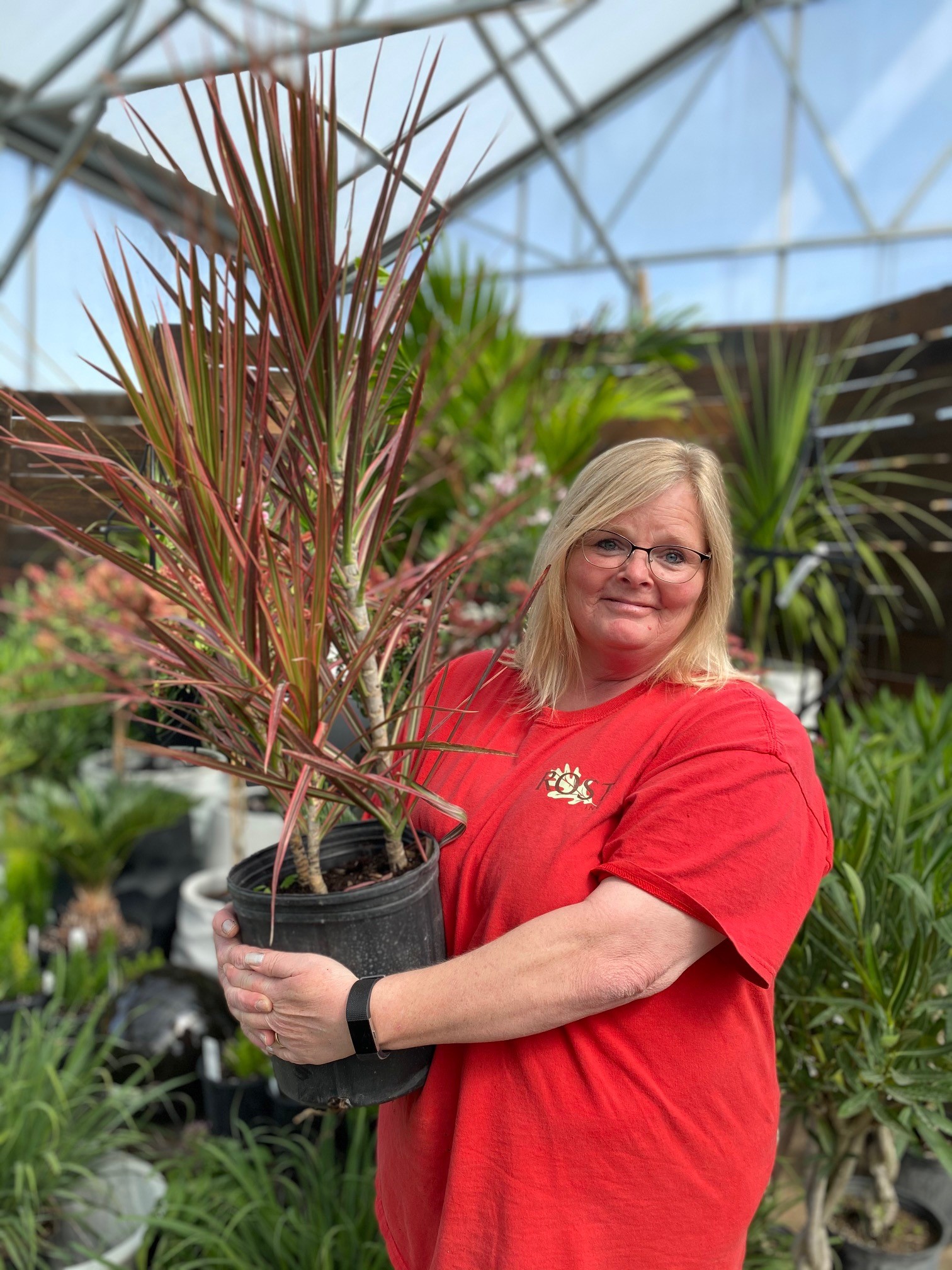blond woman in rest rost landscaping shirt holing a potted dracena colorama in a greenhouse