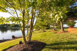 trees surrounded by mulch planted around a small lake