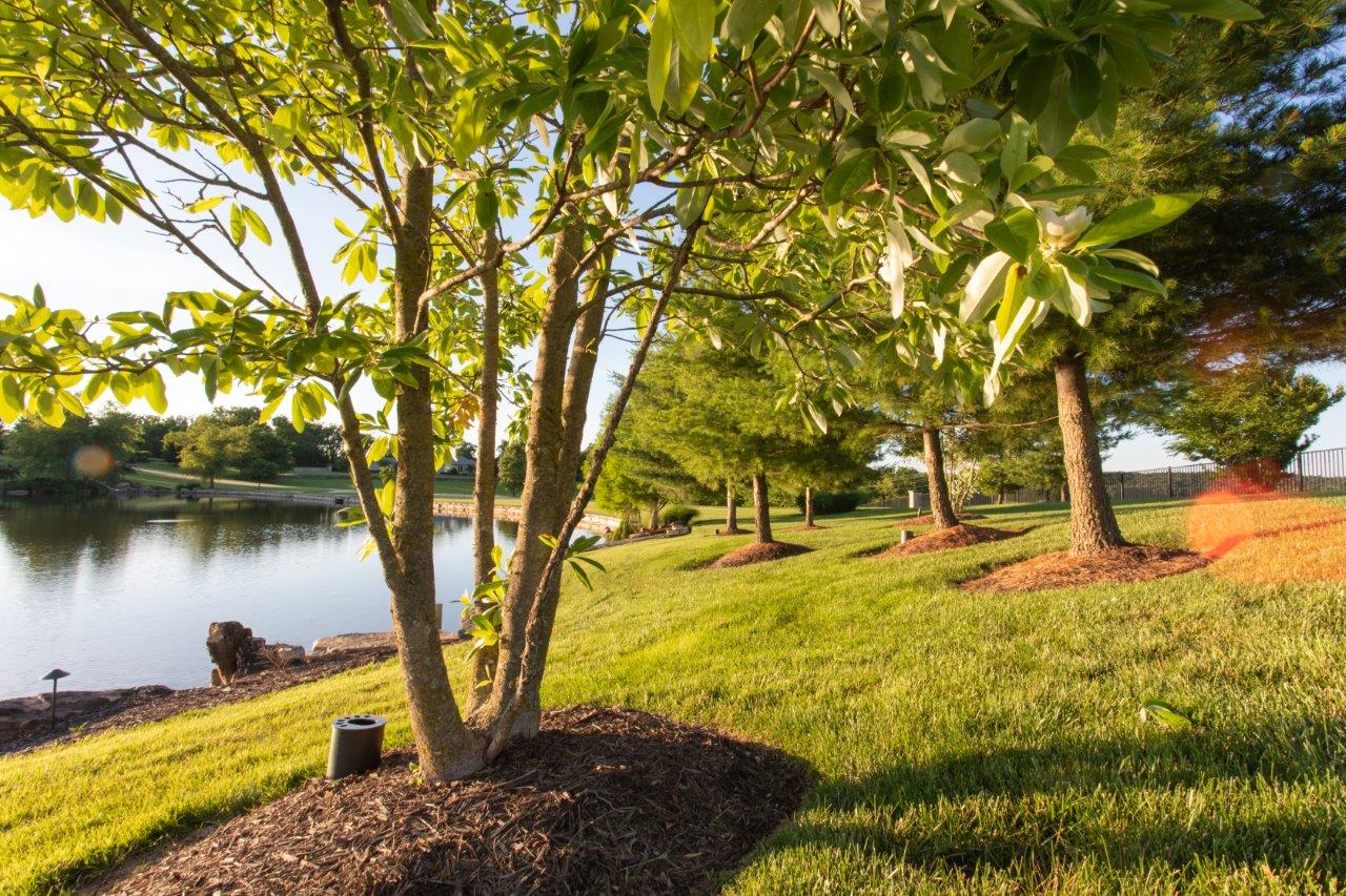 trees surrounded by mulch planted around a small lake