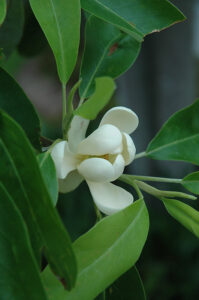 up close image of a single white bloom surrounded by green leaves on a Magnolia Sweetbay tree