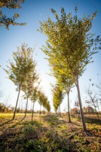 sun shining through the branches in rows of young trees on tree farm