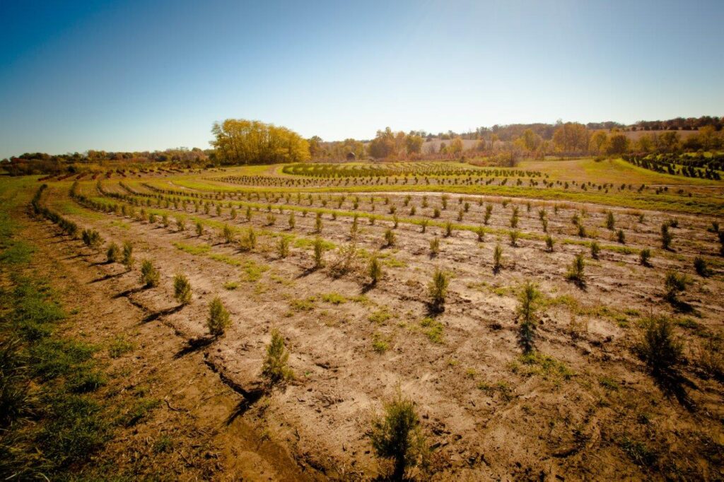 various types of trees growing in rows on a farm both near and off in the distance