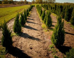 rows of young evergreen trees growing in a field