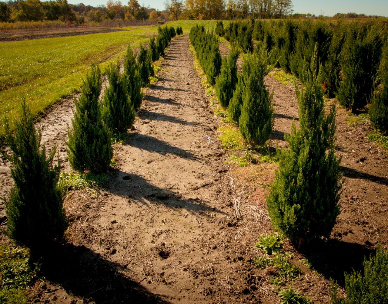 evergreens at tree farm