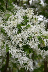 up close image of the white petals of a Fringetree with green leaves