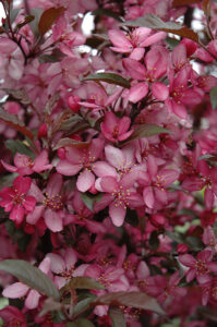 Up closed impage of pink blossoms on a Crabapple Royal Raindrops tree