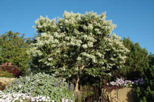 blooming white seven-son flower tree planed near other trees and flowers