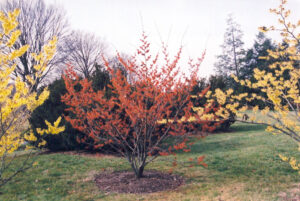 orange witch havel planted in a green space with other trees