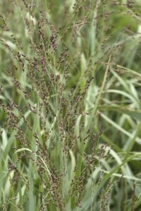 Prairie Dog Switch Grass stems with buds