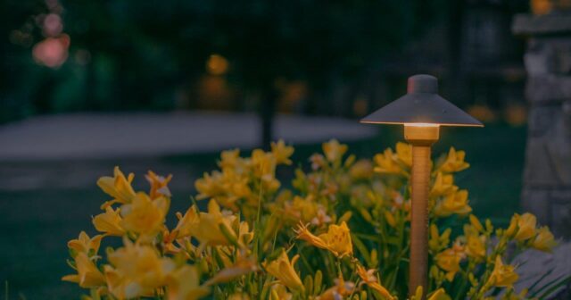 small outdoor light illuminating yellow flowers at night