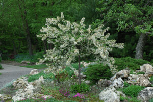 Crabapple ‘Tina’ dwarf tree planted in shurb and small boulder landscaping