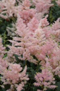 soft pink astibe flowers with green leaves