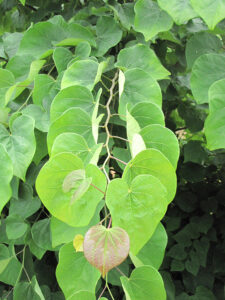 close up on leaves on a Redbud ‘Little Woody’ dwarf tree