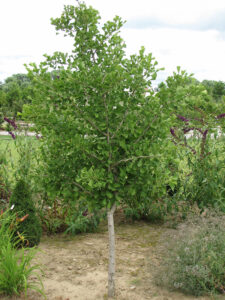 Ginkgo ‘Tschi Tschi’ dwarf tree planted in a little clearing surrounded by other trees and shrubs
