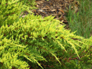 bright yellow and green juniper evergreen